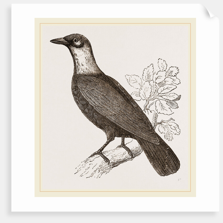 Bare-necked Fruit-Crow by Anonymous