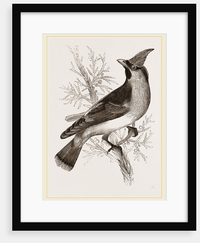 Cedar-Bird by Anonymous