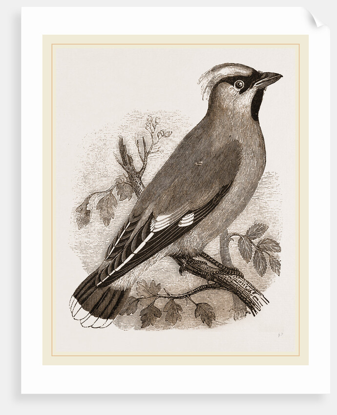 Bohemian Chatterer by Anonymous