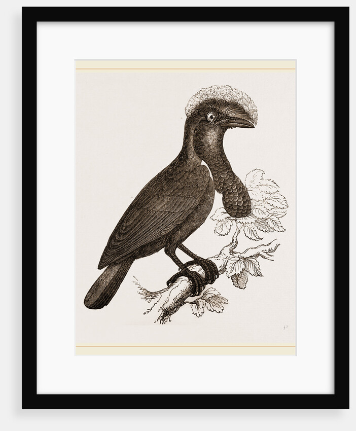Umbrella-Bird by Anonymous