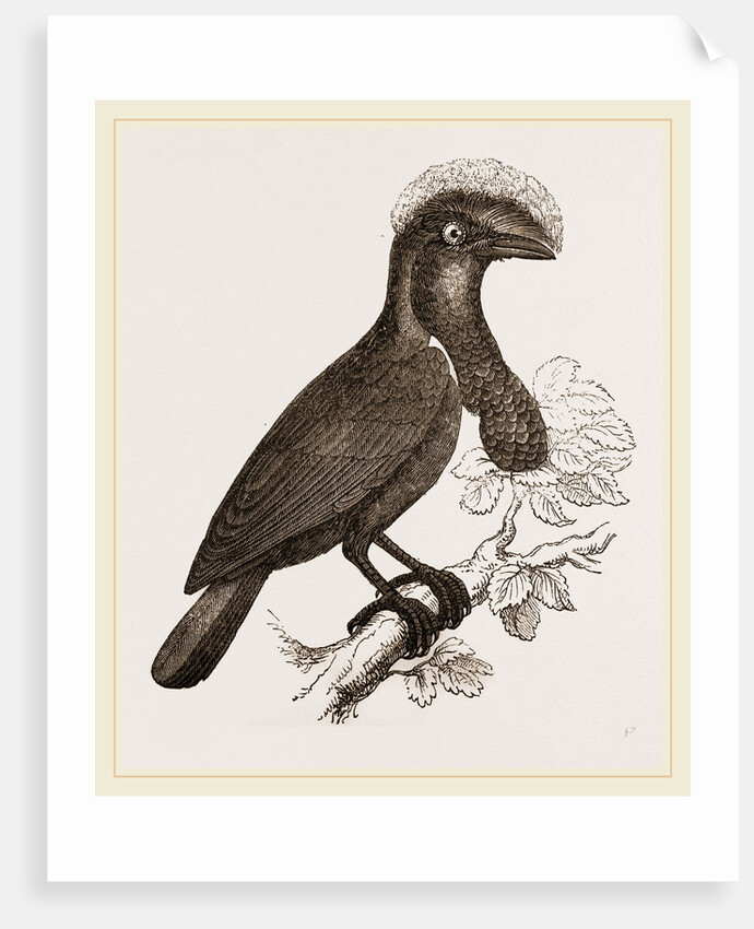 Umbrella-Bird by Anonymous