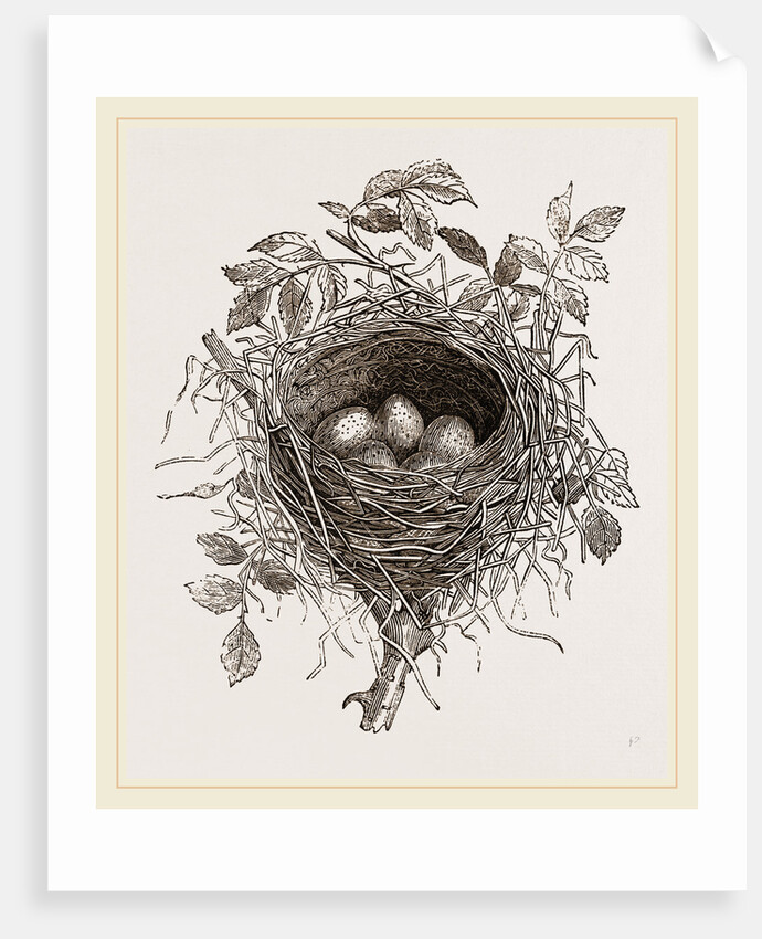 Nest of Butcher-bird by Anonymous