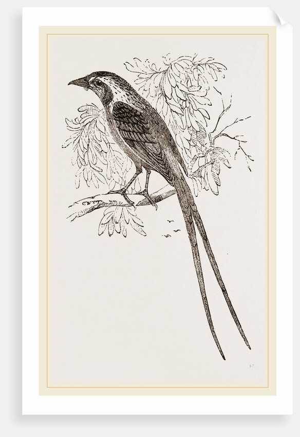 Cunningham's Bush-Shrike by Anonymous