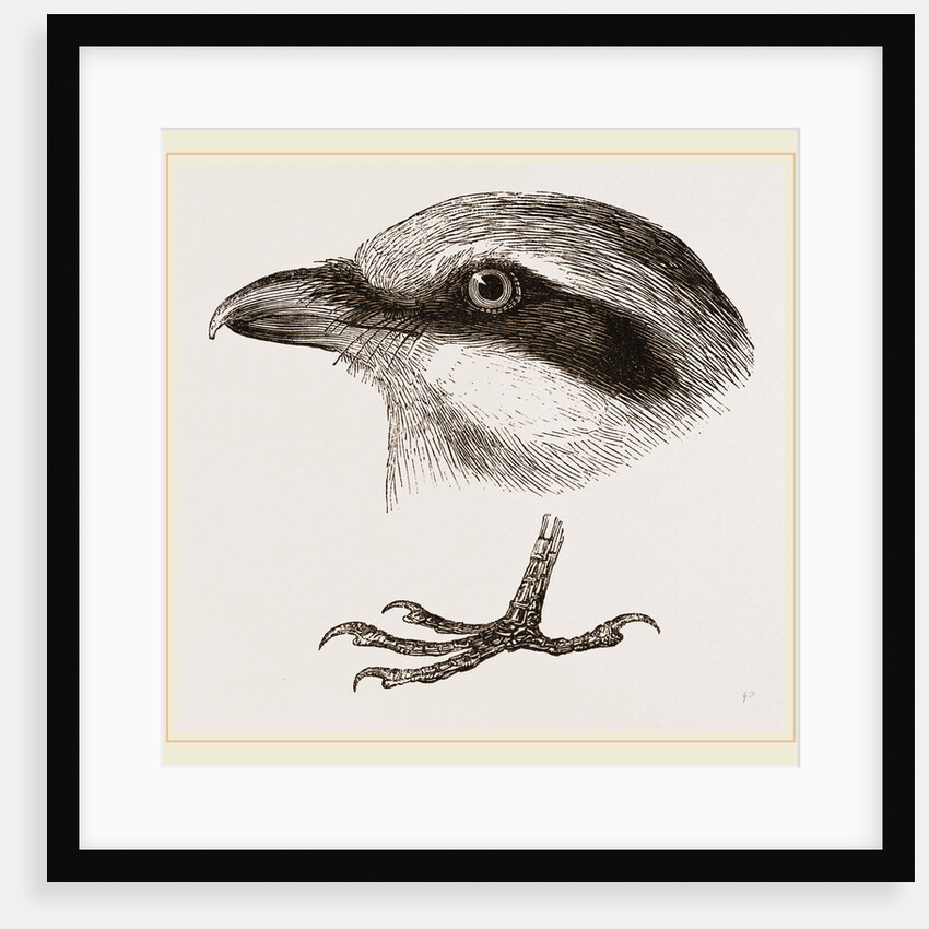 Head and Foot of Butcher-bird by Anonymous