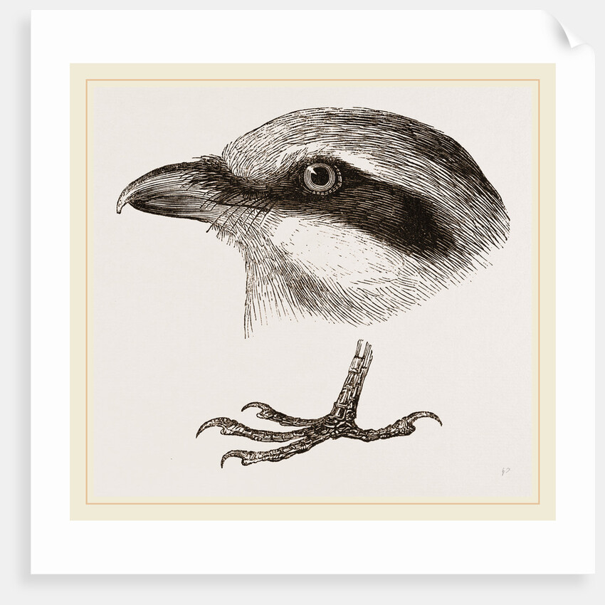 Head and Foot of Butcher-bird by Anonymous