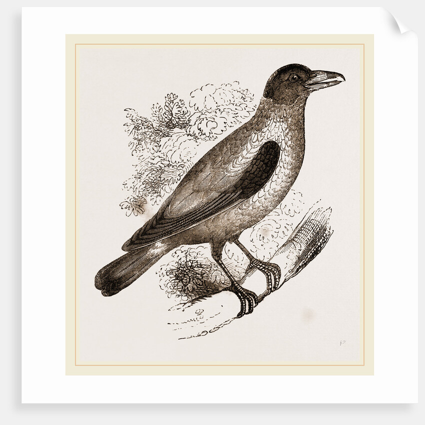 Cayenne Shrike by Anonymous