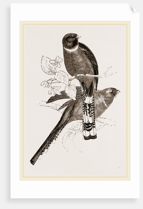 Mexican Trogons by Anonymous