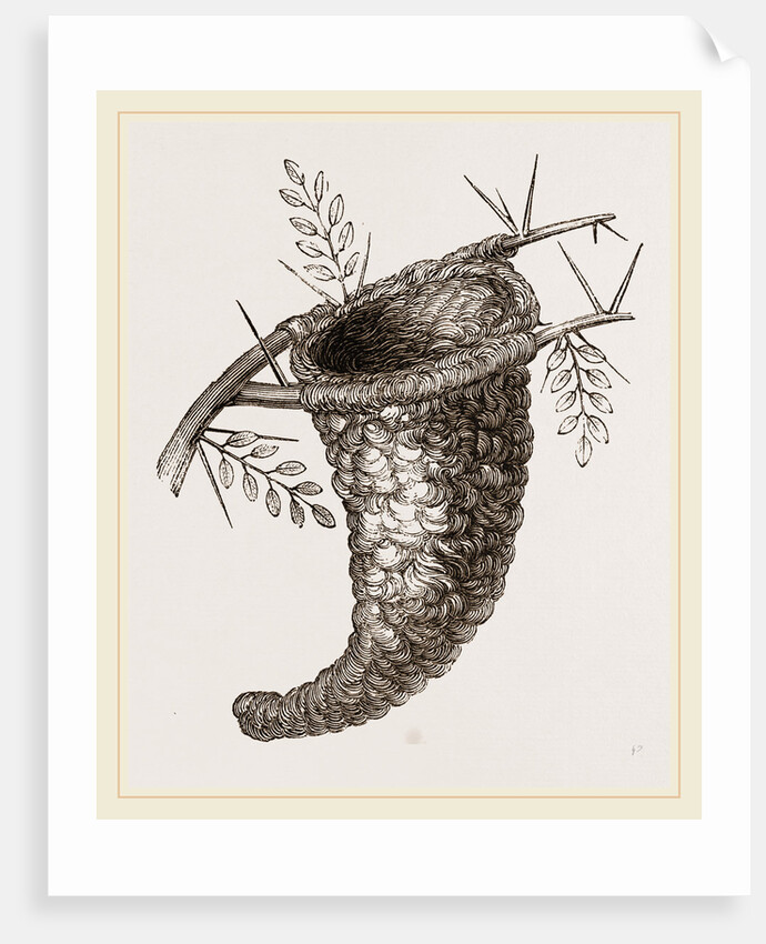 Nest of Flycatcher by Anonymous