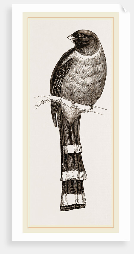 Mexican Trogon by Anonymous
