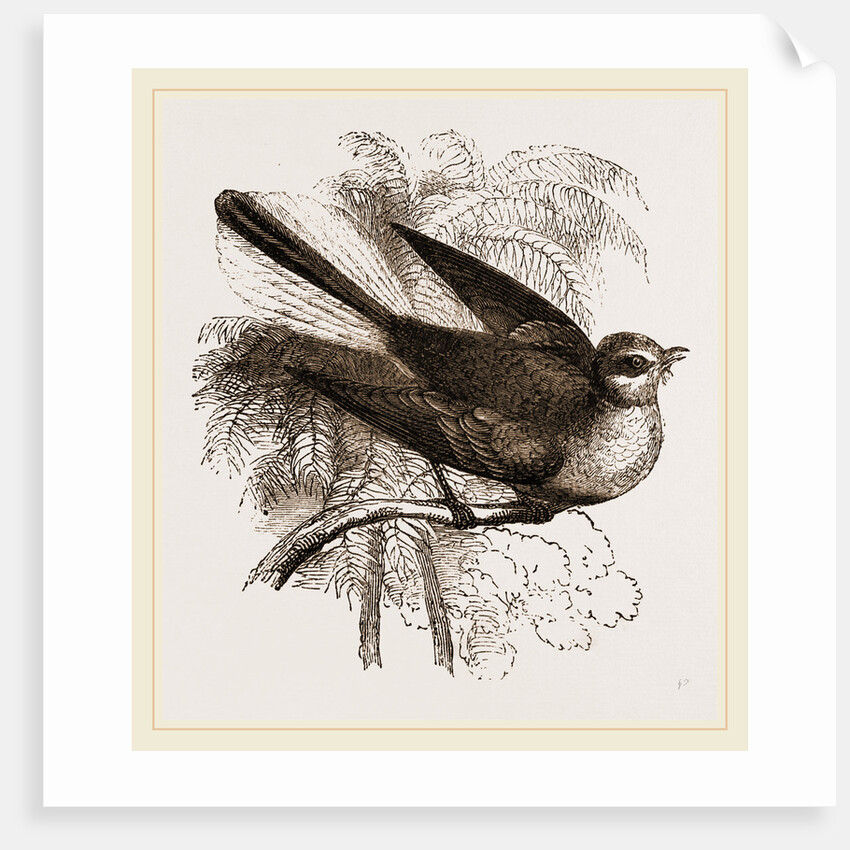 Fan-tailed Flycatcher by Anonymous