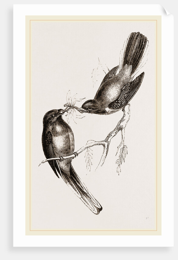 Narina Trogons by Anonymous