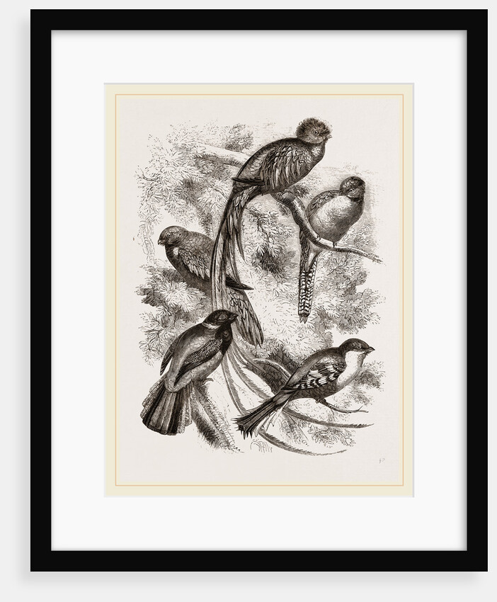 Group of Trogons by Anonymous