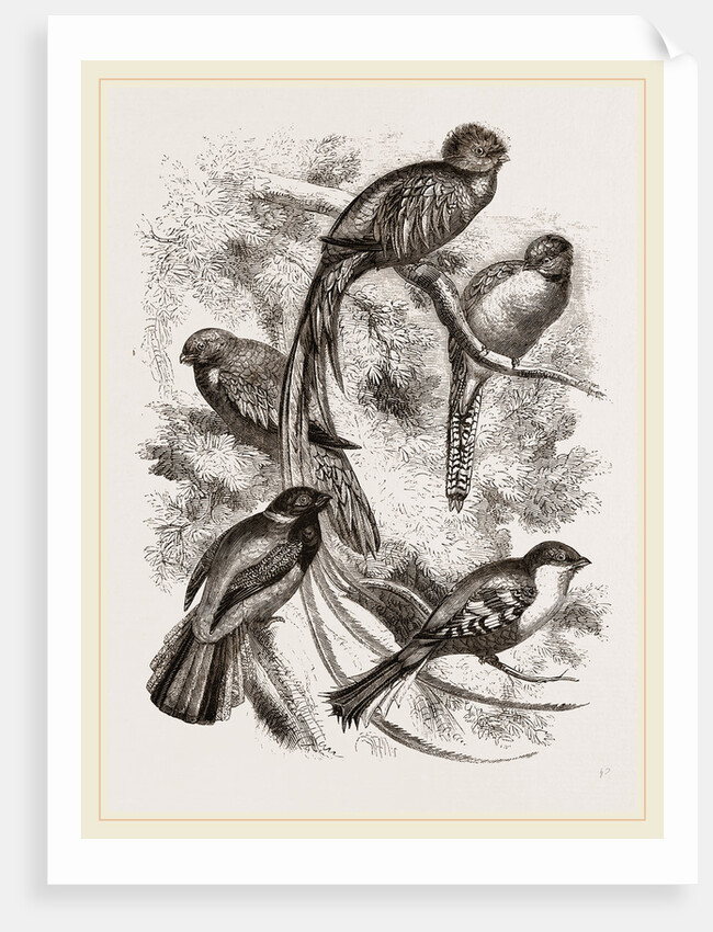 Group of Trogons by Anonymous