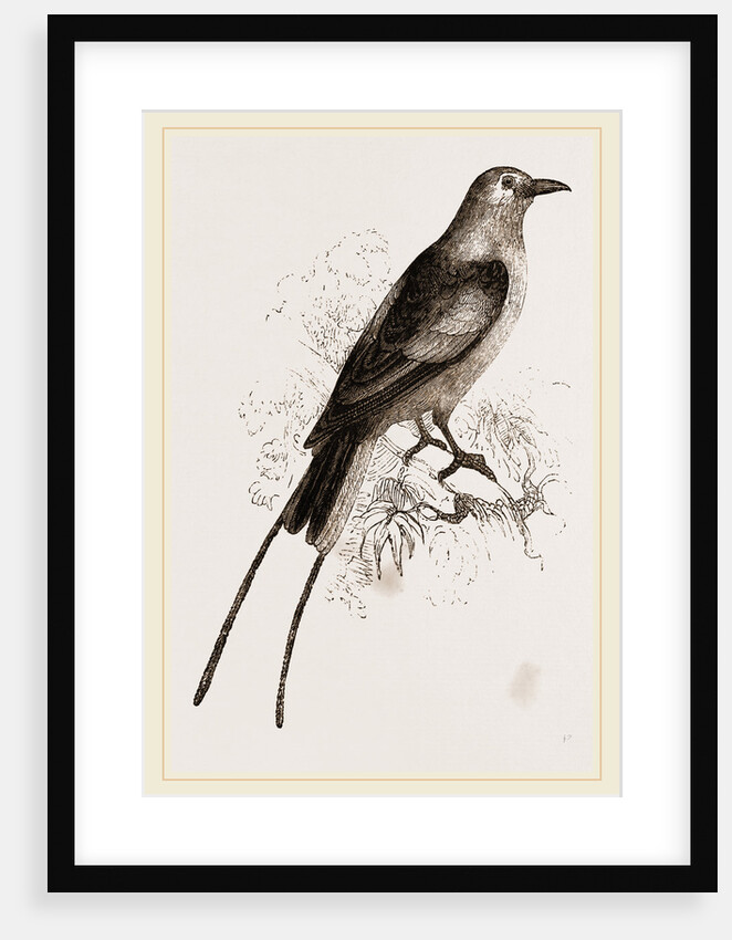 Abyssnian Roller by Anonymous