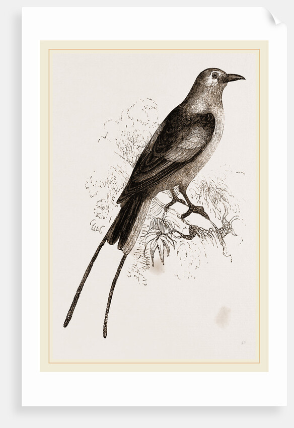 Abyssnian Roller by Anonymous