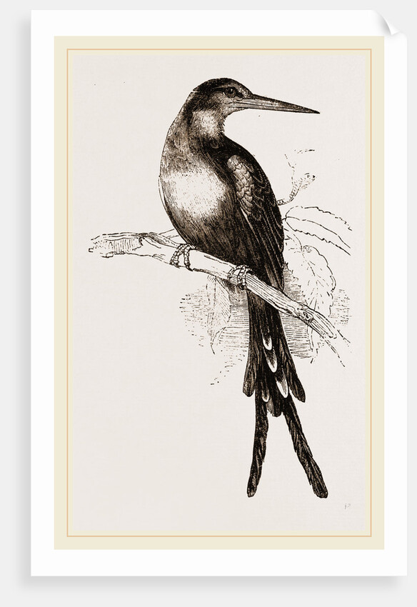 Paradise Jacamar by Anonymous