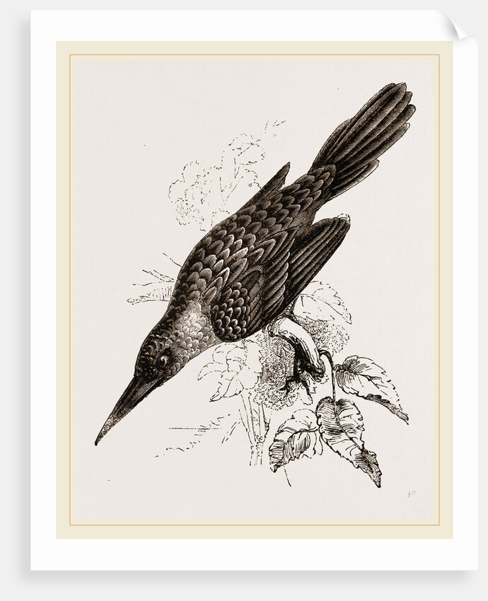 Broad-billed Lamprotiia by Anonymous