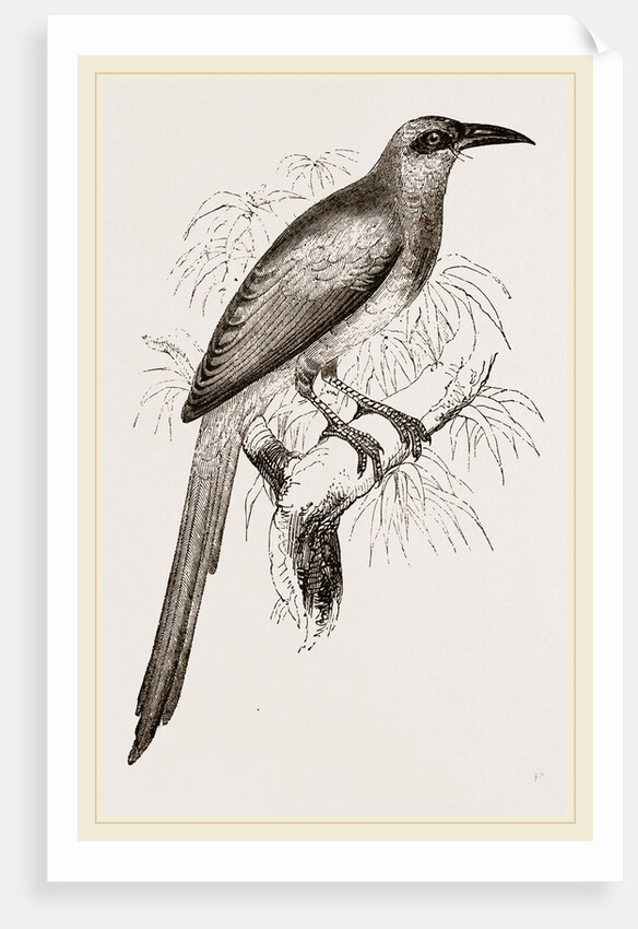 Nexican Motmot by Anonymous