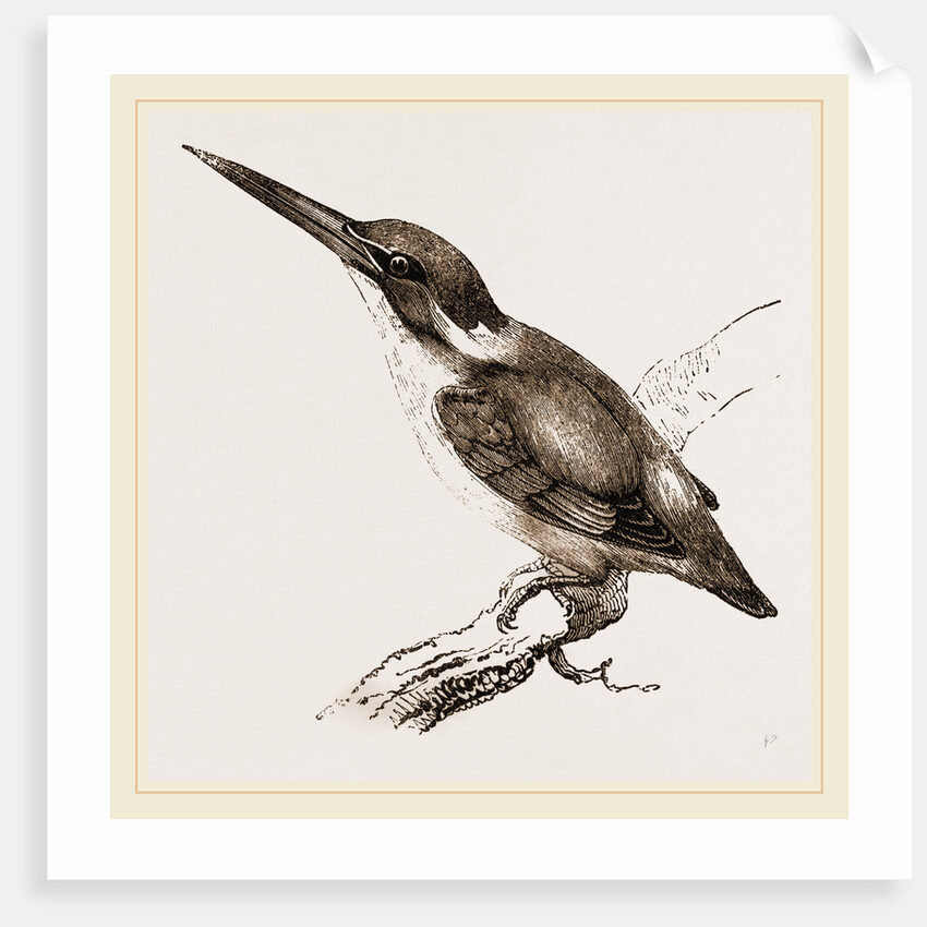 New Holland Kingfisher by Anonymous