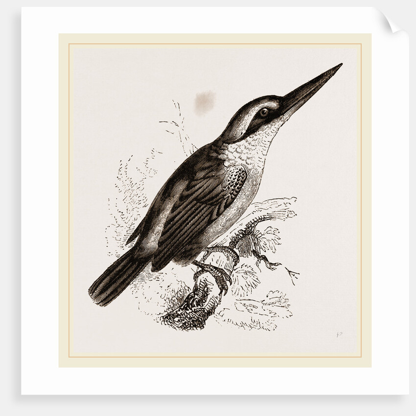 Sacred Kingfisher by Anonymous