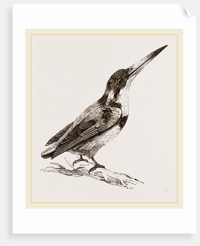 Burung biru by Anonymous