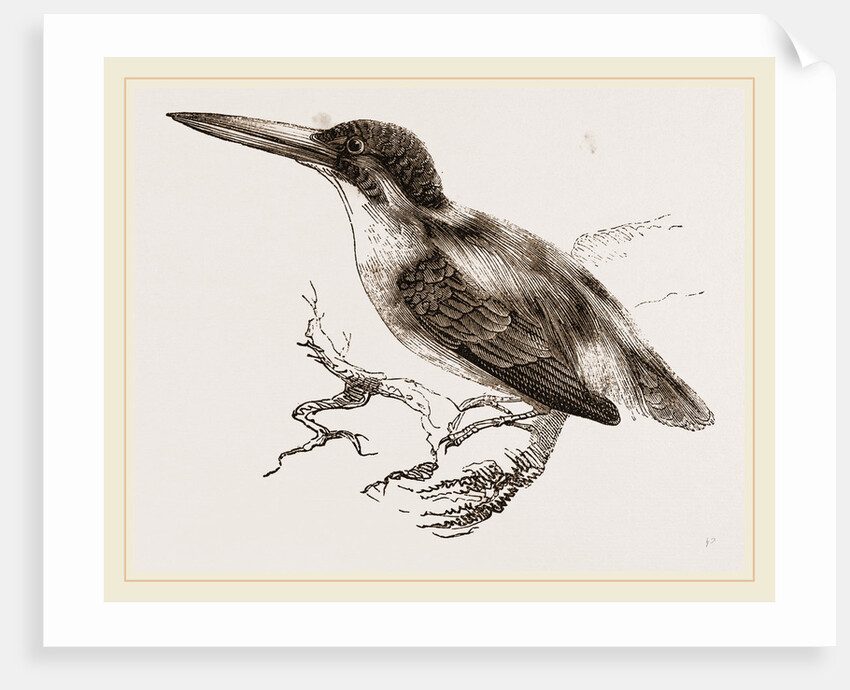 Common Kingfisher by Anonymous