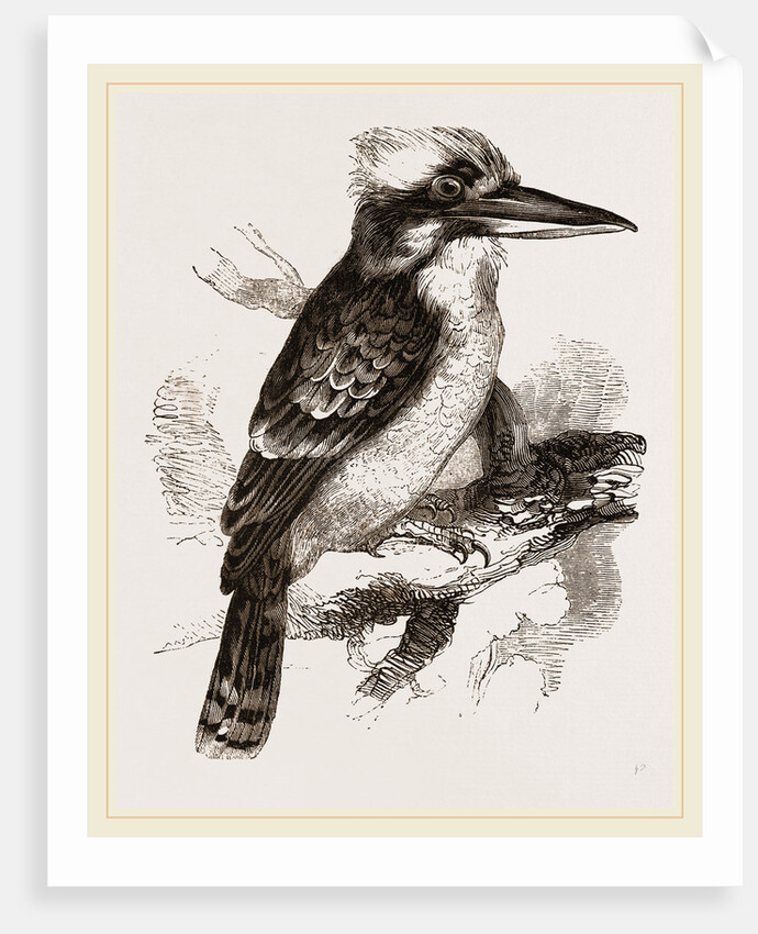 Gigantic Kingfisher by Anonymous