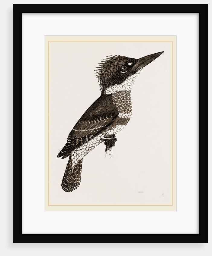 Kingfisher by Anonymous