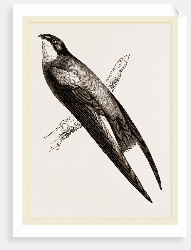 Long-winged Swift by Anonymous