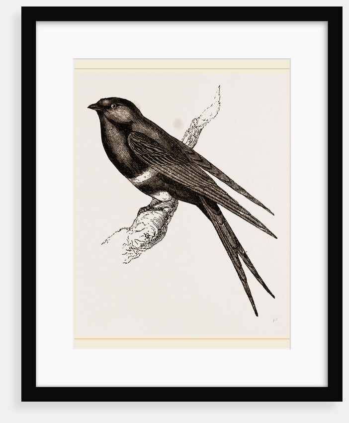 White-banded Swallow by Anonymous