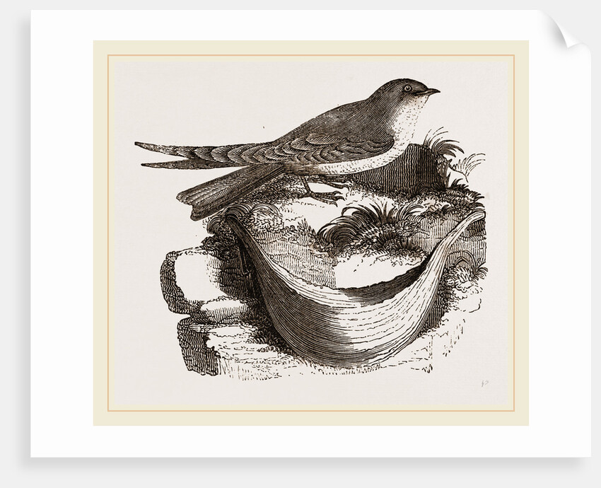 Esculent Swallow and Nest by Anonymous