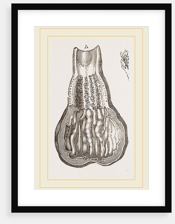 Glands of Stomach in Birds by Anonymous