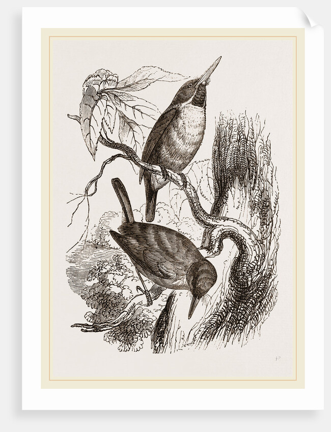 Green Todies by Anonymous