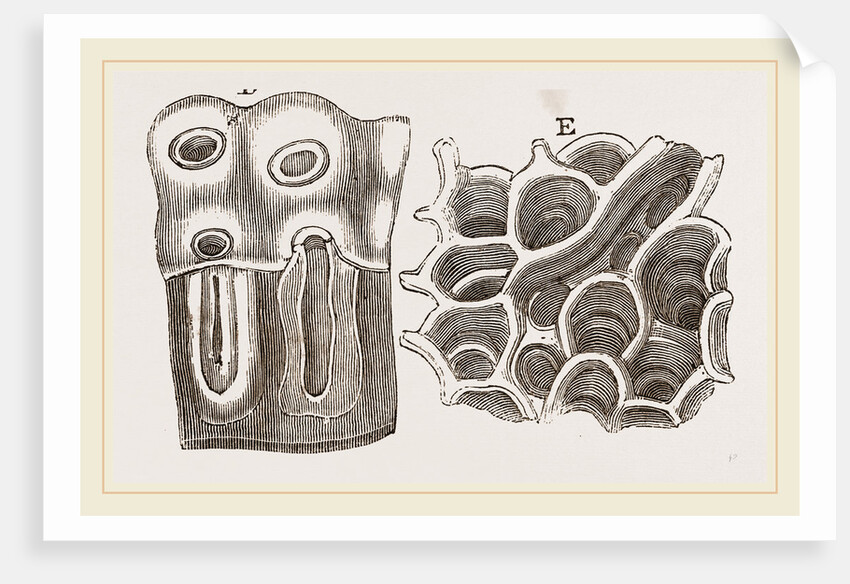 Glands of Stomach in Birds by Anonymous