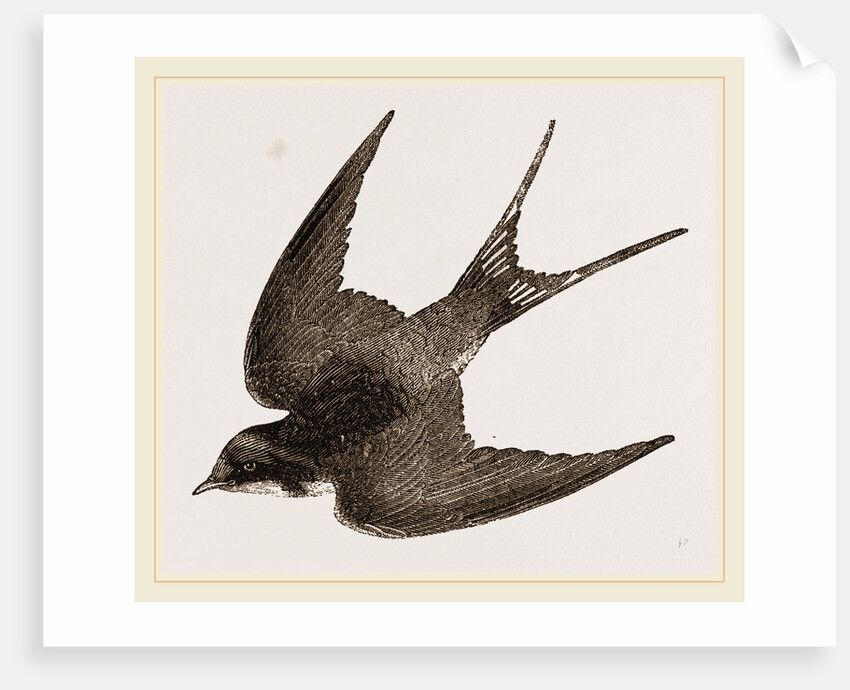 American Barn-Swallow by Anonymous
