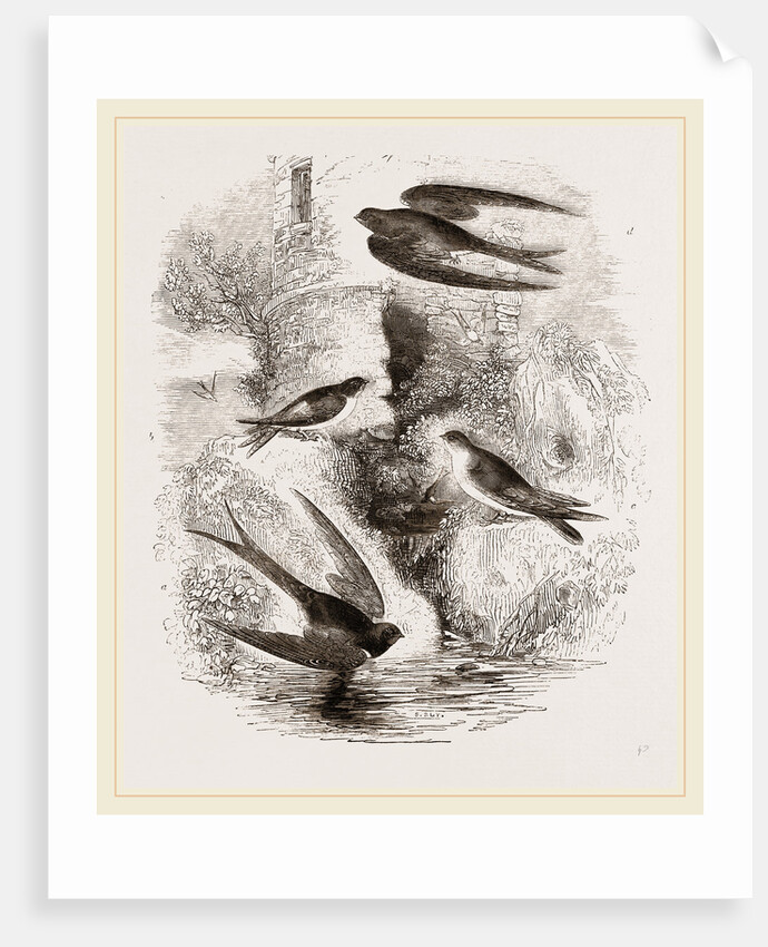 British Swallows by Anonymous
