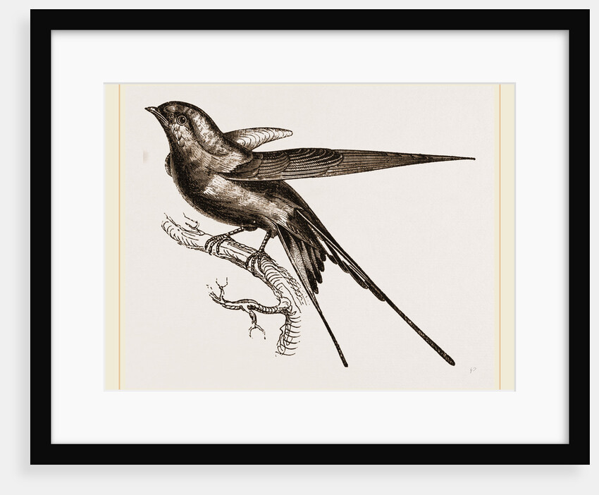 Swallow of Palestine by Anonymous