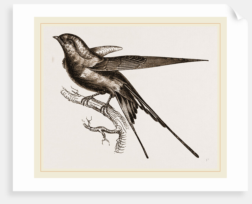 Swallow of Palestine by Anonymous