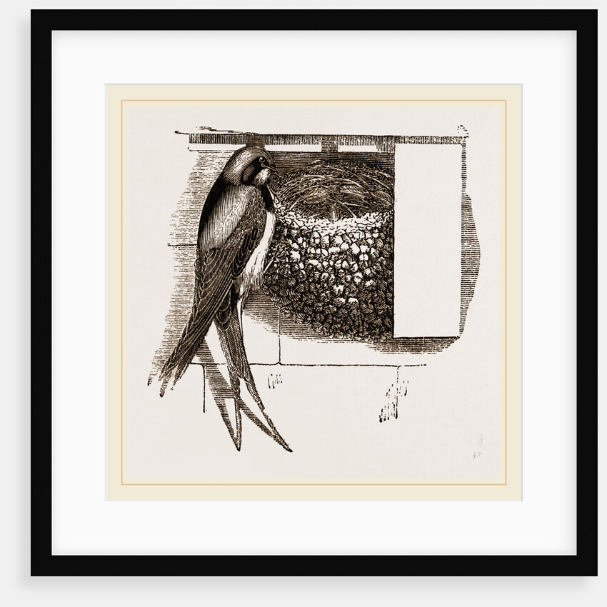 Swallow and Nest by Anonymous