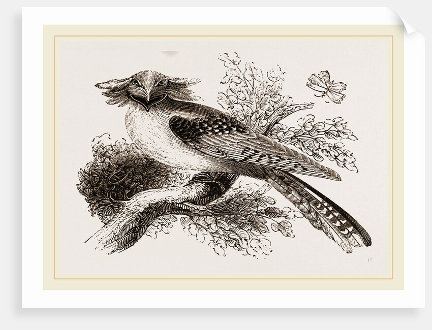 Long-eared Podargus by Anonymous