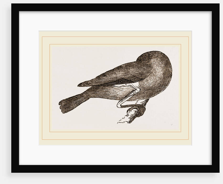 Bird asleep by Anonymous