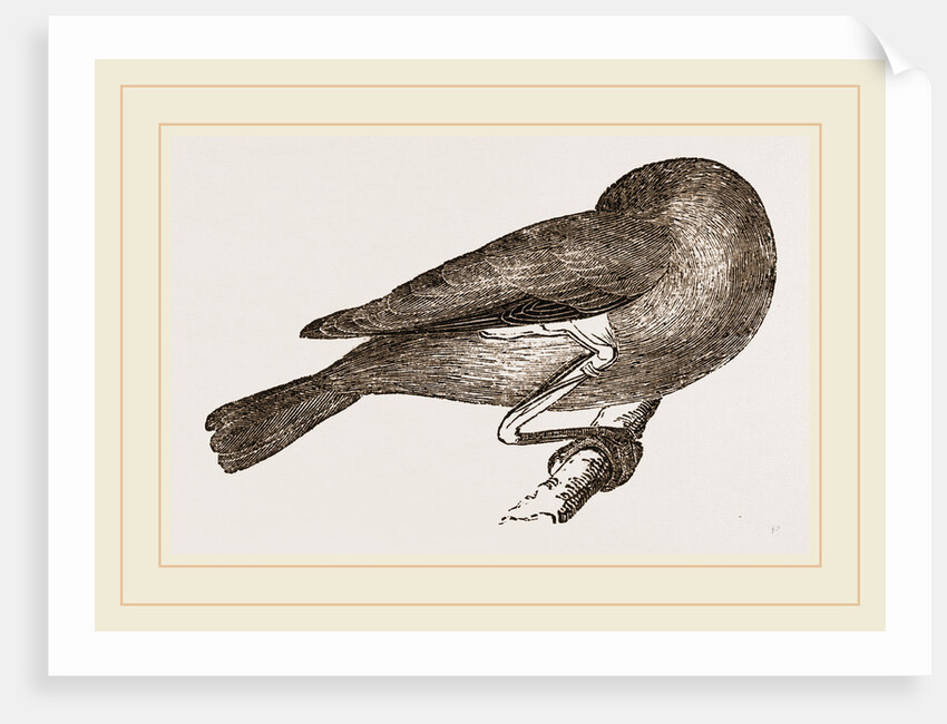 Bird asleep by Anonymous