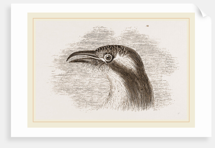 Head of Roller showing the Vibrissae by Anonymous