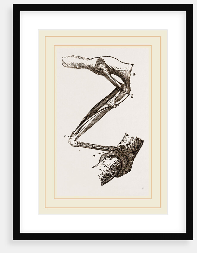 Leg of Bird perched by Anonymous