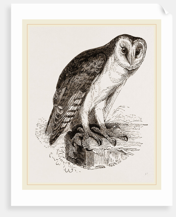 Barn-Owl by Anonymous