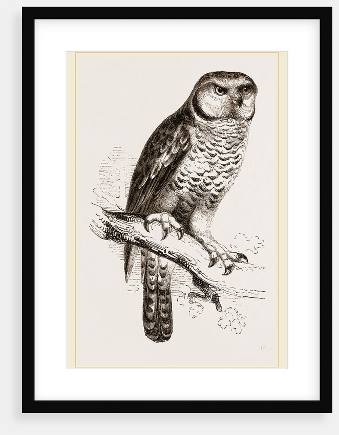 Hawk-Owl by Anonymous