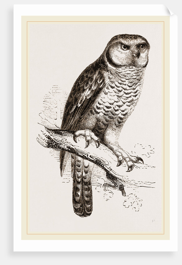 Hawk-Owl by Anonymous