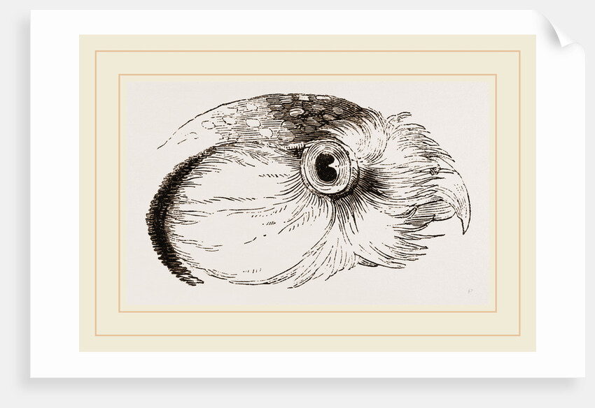 Head of Hawk Owl by Anonymous