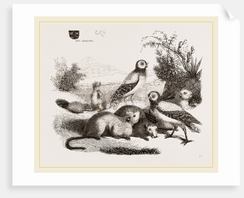 Burrowing Owls and Prairie-Dogs by Anonymous