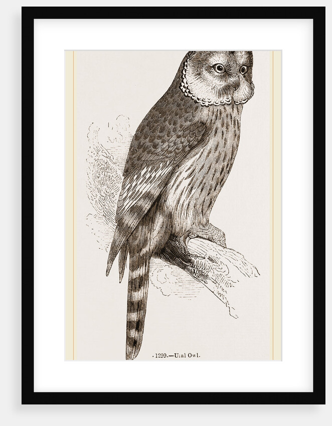 Ural Owl by Anonymous